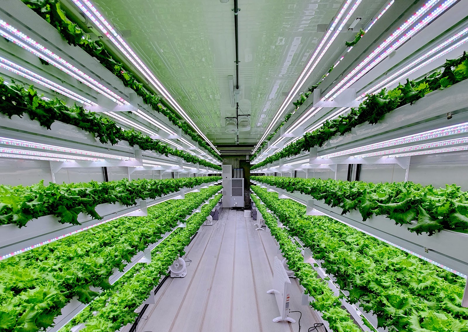 Acres will be the UAE's latest addition to the hydroponic vertical...